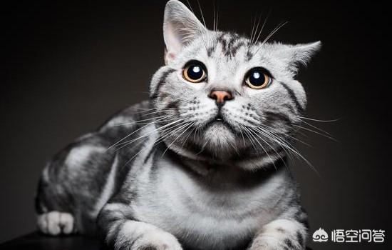 猫咪中暑怎么办?