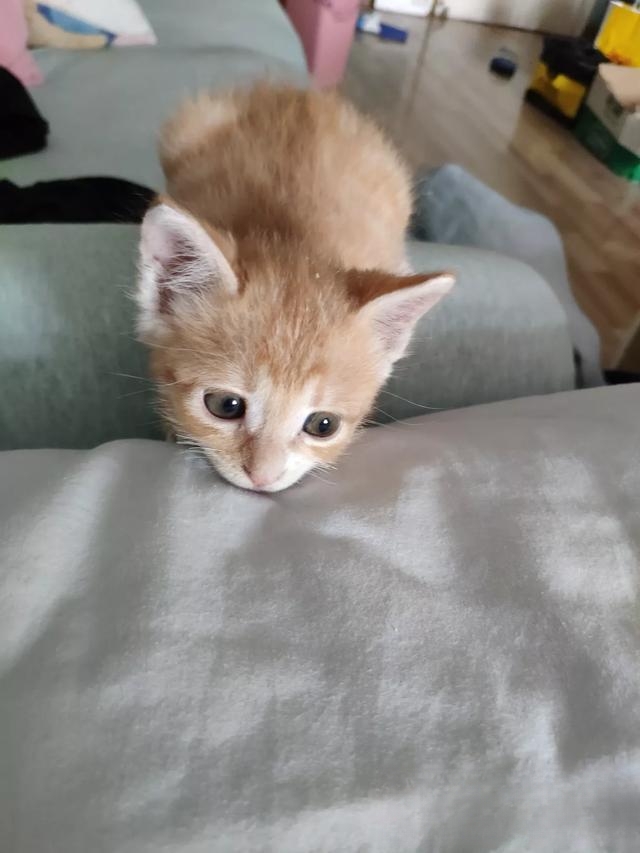 为什么老人都喜欢养猫?