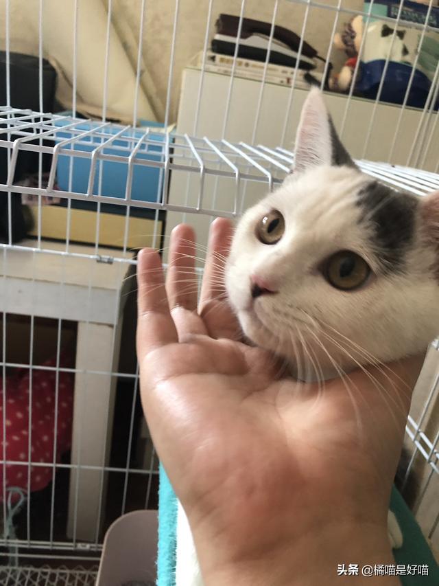 领养的猫需要注意什么,怎么和猫建立感情?