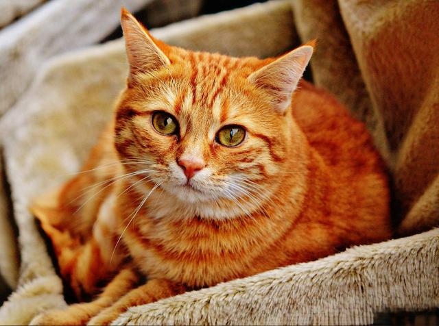 猫咪被人打之后会有什么情绪？