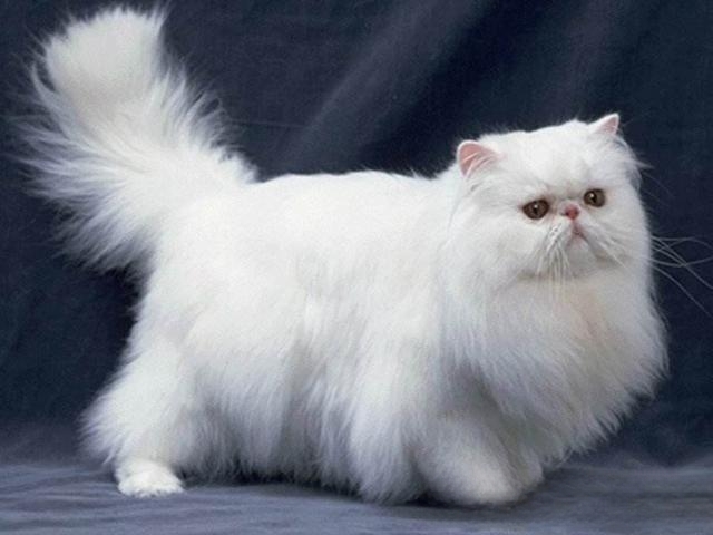猫咪叫是什么原因?