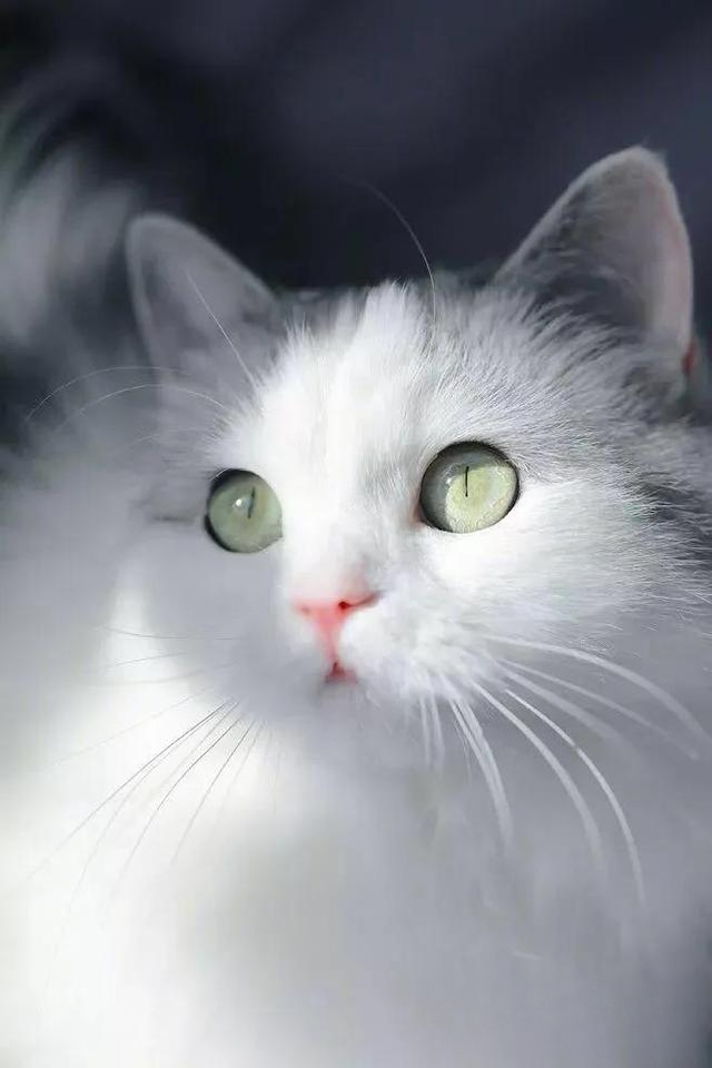 猫的眼睛一日三变分别是什么颜色？