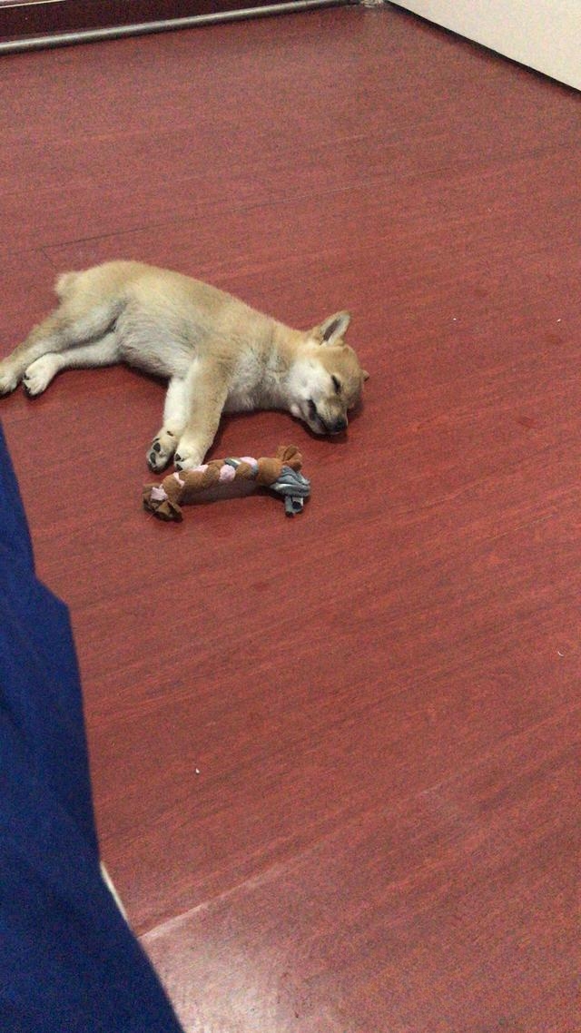 猫喜欢霸占狗狗的窝,狗狗为什么不反抗?