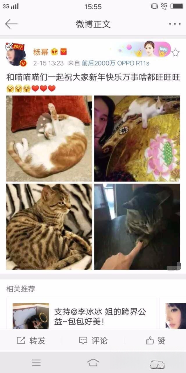 爱猫的明星有哪些?