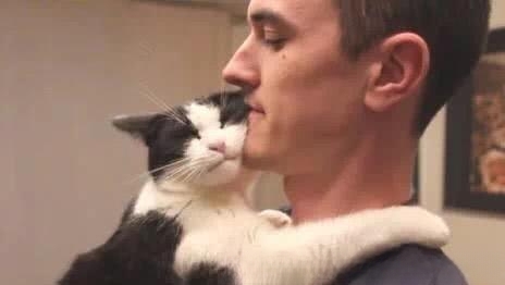 猫咪为什么总是喜欢粘着主人?