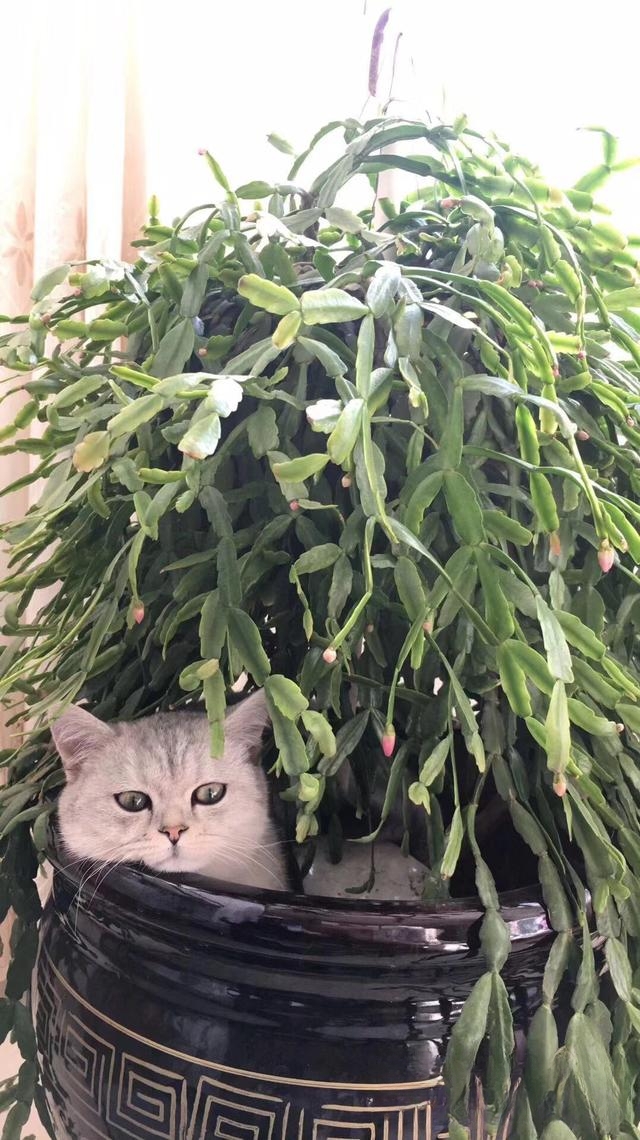 猫一般会跳楼吗？