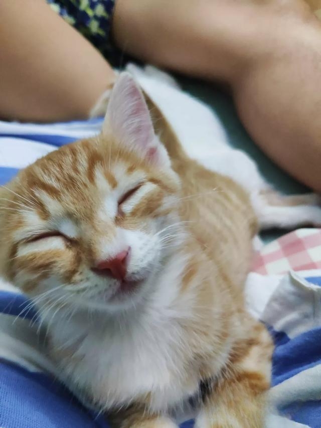 为什么老人都喜欢养猫?