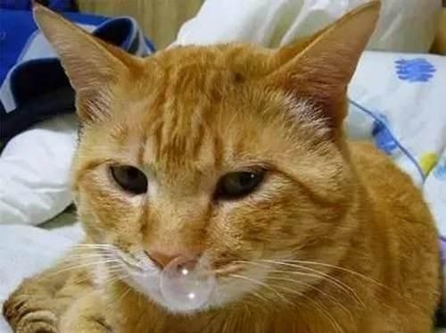 小猫感冒了有什么症状？