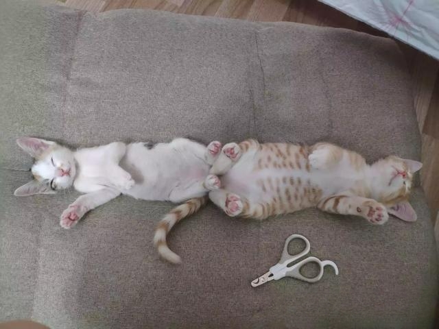 为什么老人都喜欢养猫?
