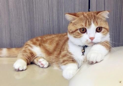 猫咪厌食怎么办？