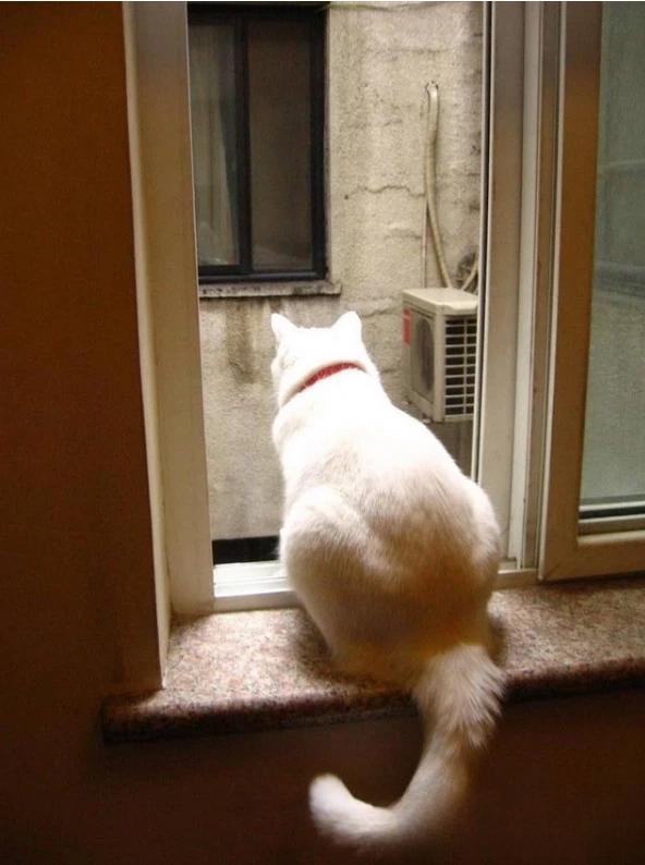 猫一般会跳楼吗？