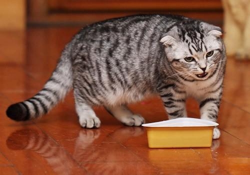 猫咪厌食怎么办？