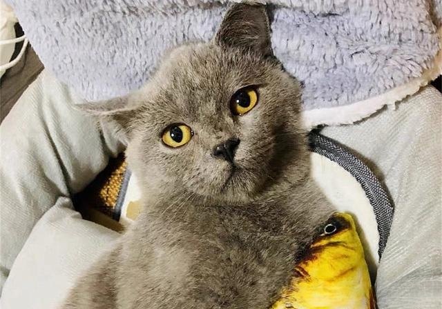 夜晚，猫的眼睛为什么会发亮？
