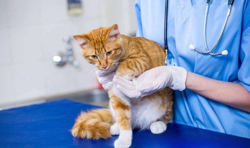 如何清除猫咪的牙结石?