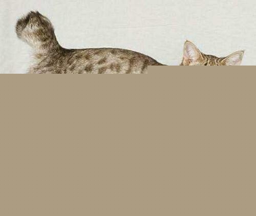 猫咪突然不吃东西了是什么原因？
