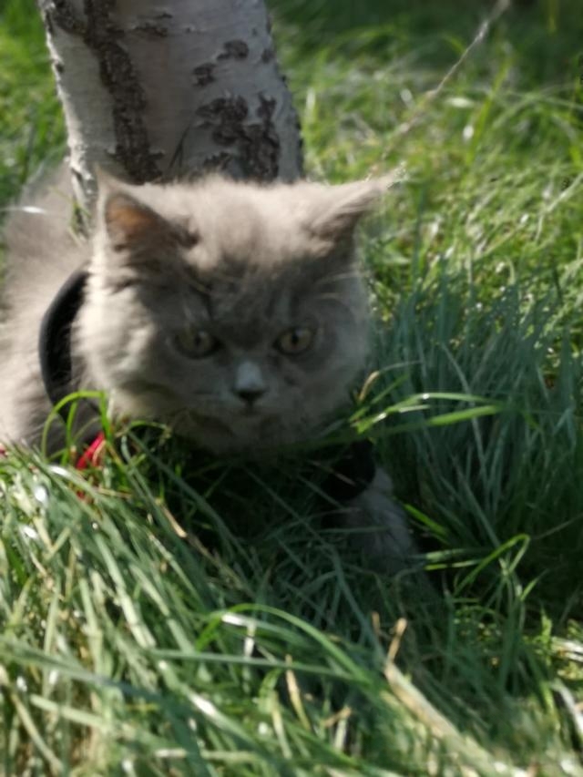 猫怎么那么喜欢让人抱着,且抚摸时它还发出呼噜咕咕的声音?