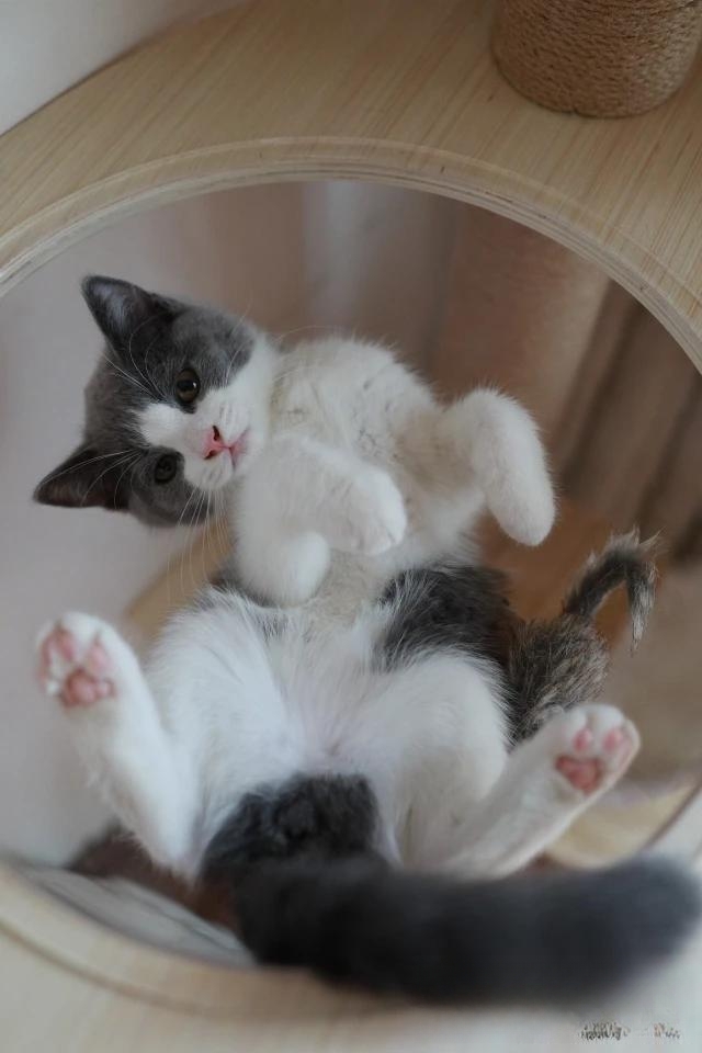 天气很热,猫咪喝水却比平时少。为什么?急!谢谢?