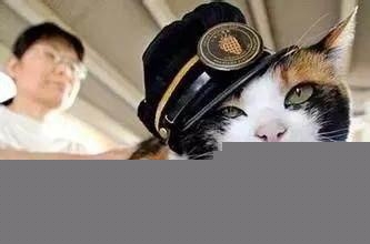 猫在日本为何有如此高的地位？