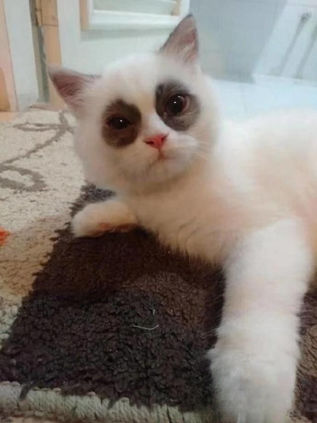 猫为什么老爱向人身上蹭?老是蹭了一身毛,有什么办法不让它蹭?