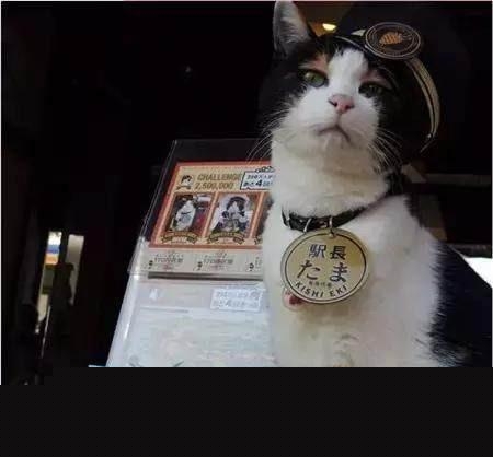 猫在日本为何有如此高的地位？