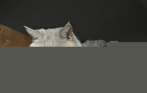 英短猫流眼泪是什么原因？