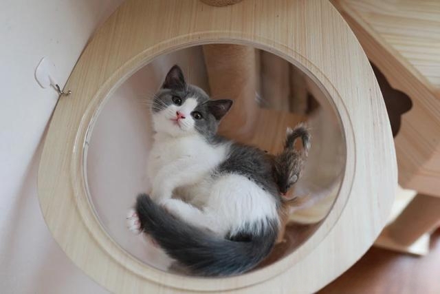 天气很热,猫咪喝水却比平时少。为什么?急!谢谢?