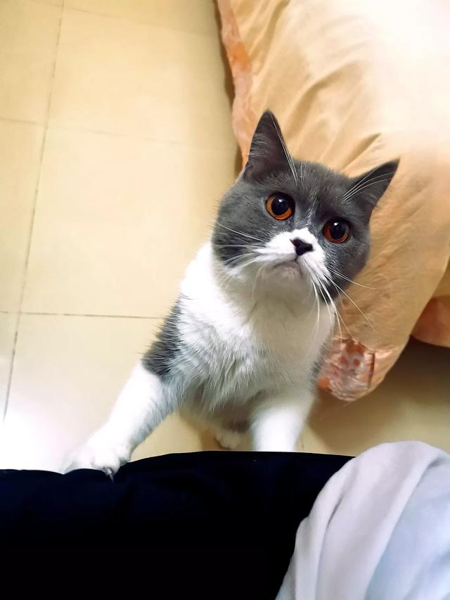 新到家的小猫,一直叫,该怎么办?
