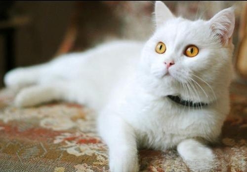 猫忌讳吃什么?