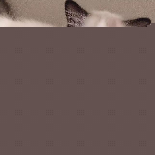咨询养猫人士，需要准备猫窝给猫睡觉么？