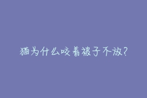 猫为什么咬着被子不放?