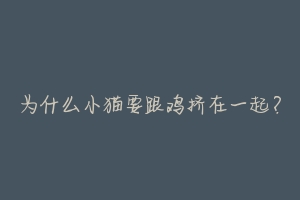 为什么小猫要跟鸡挤在一起?