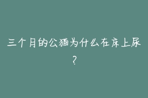 三个月的公猫为什么在床上尿?