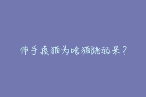 伸手摸猫为啥猫跳起来?