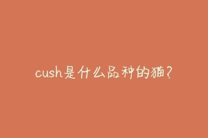 cush是什么品种的猫?