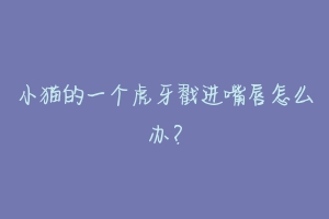 小猫的一个虎牙戳进嘴唇怎么办?