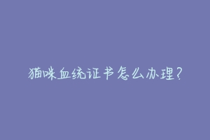 猫咪血统证书怎么办理?