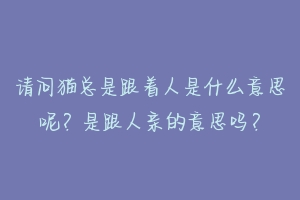 请问猫总是跟着人是什么意思呢?是跟人亲的意思吗?