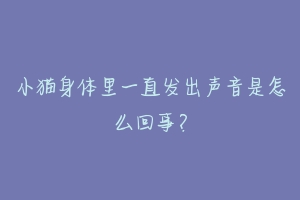 小猫身体里一直发出声音是怎么回事?