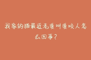 我家的猫最近老爱叫爱咬人怎么回事?