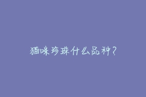 猫咪珍珠什么品种?