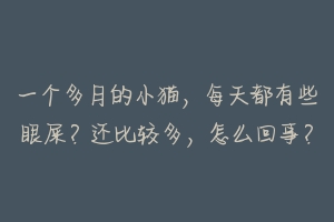一个多月的小猫,每天都有些眼屎?还比较多,怎么回事?
