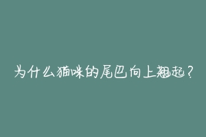 为什么猫咪的尾巴向上翘起?
