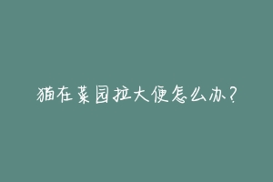 猫在菜园拉大便怎么办?