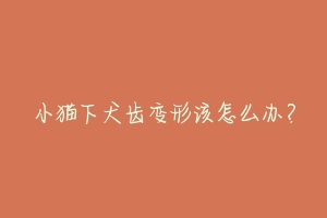 小猫下犬齿变形该怎么办?