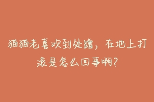 猫猫老喜欢到处蹭,在地上打滚是怎么回事啊?