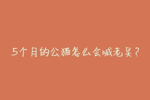 5个月的公猫怎么会喊老吴?