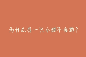 为什么有一只小猫不合群?