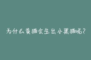 为什么黄猫会生出小黑猫呢？