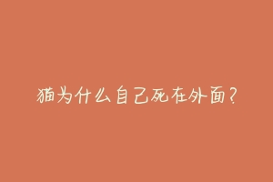 猫为什么自己死在外面?
