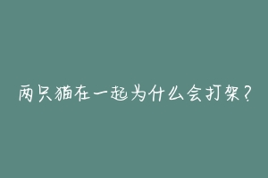 两只猫在一起为什么会打架?